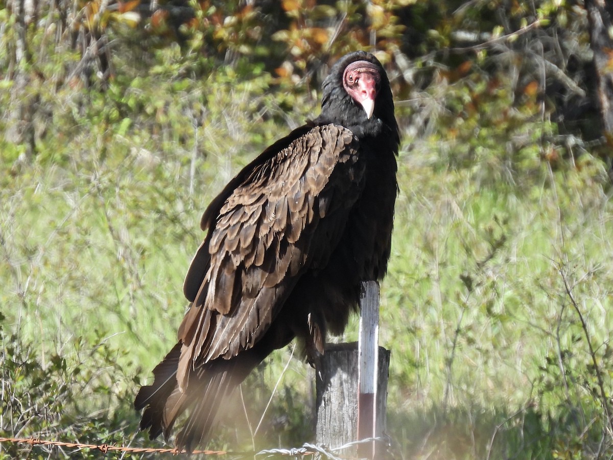 Turkey Vulture - ML618363981
