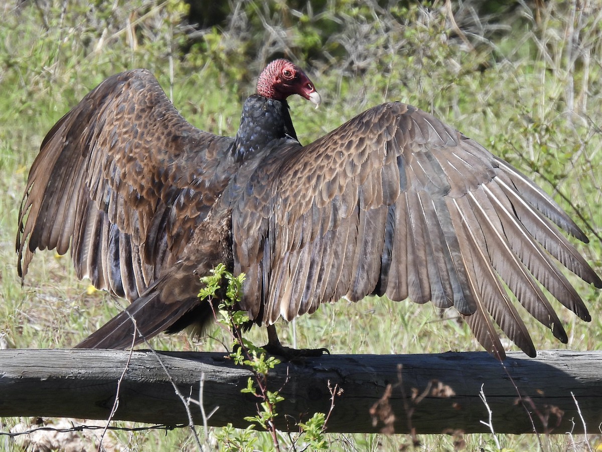 Turkey Vulture - ML618363982