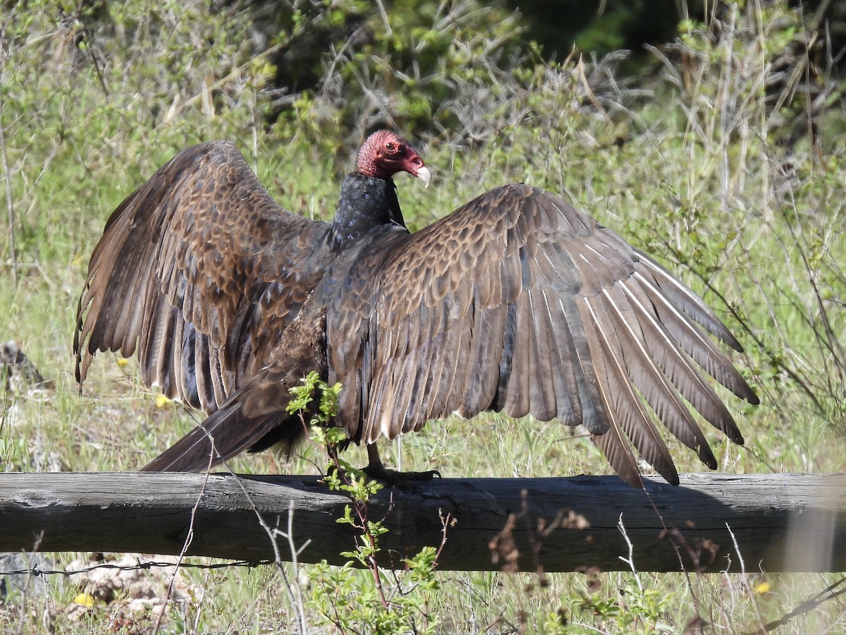Turkey Vulture - ML618363983