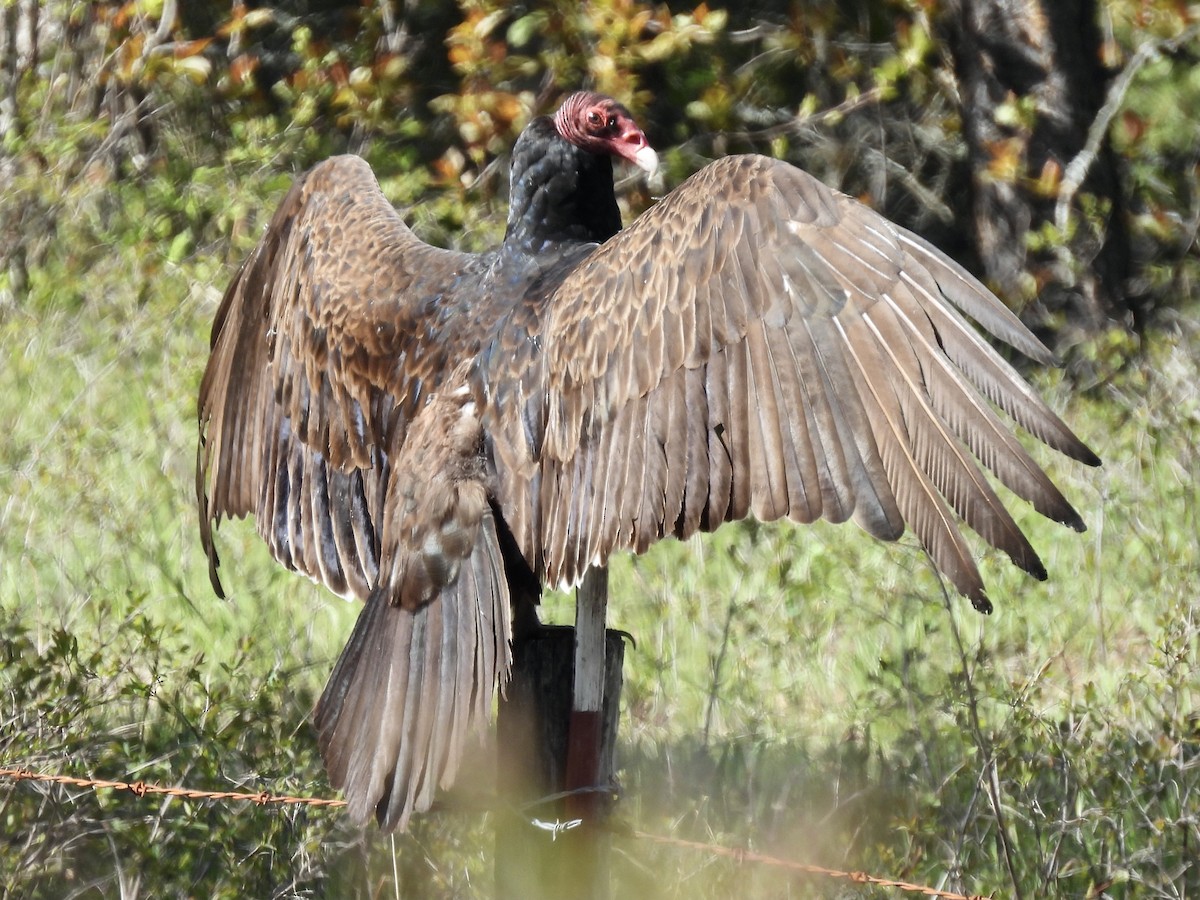 Turkey Vulture - ML618363984