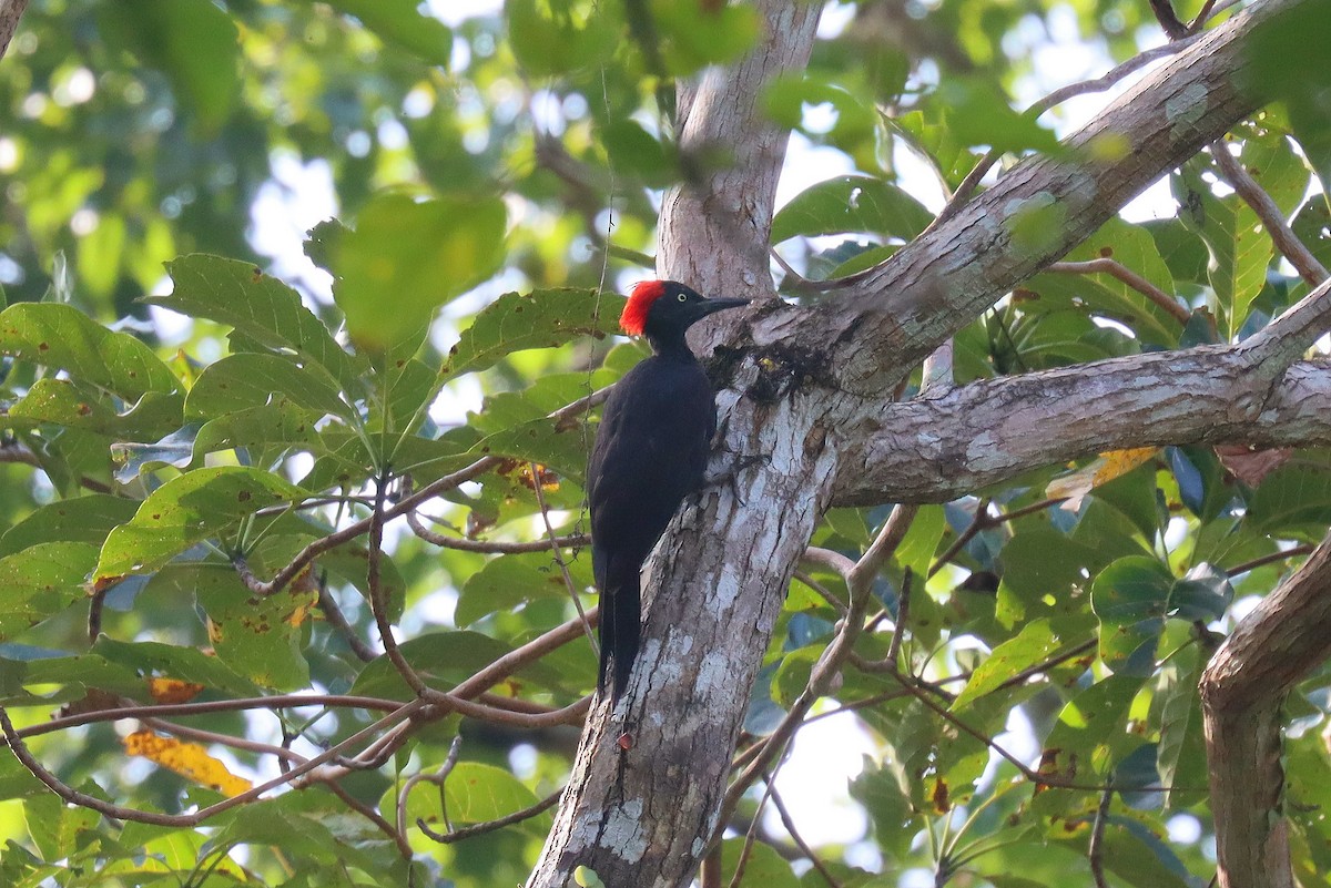 Andaman Woodpecker - ML618363993