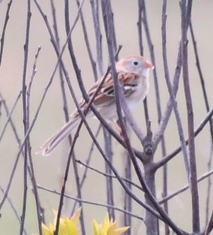 Field Sparrow - Randy Bodkins