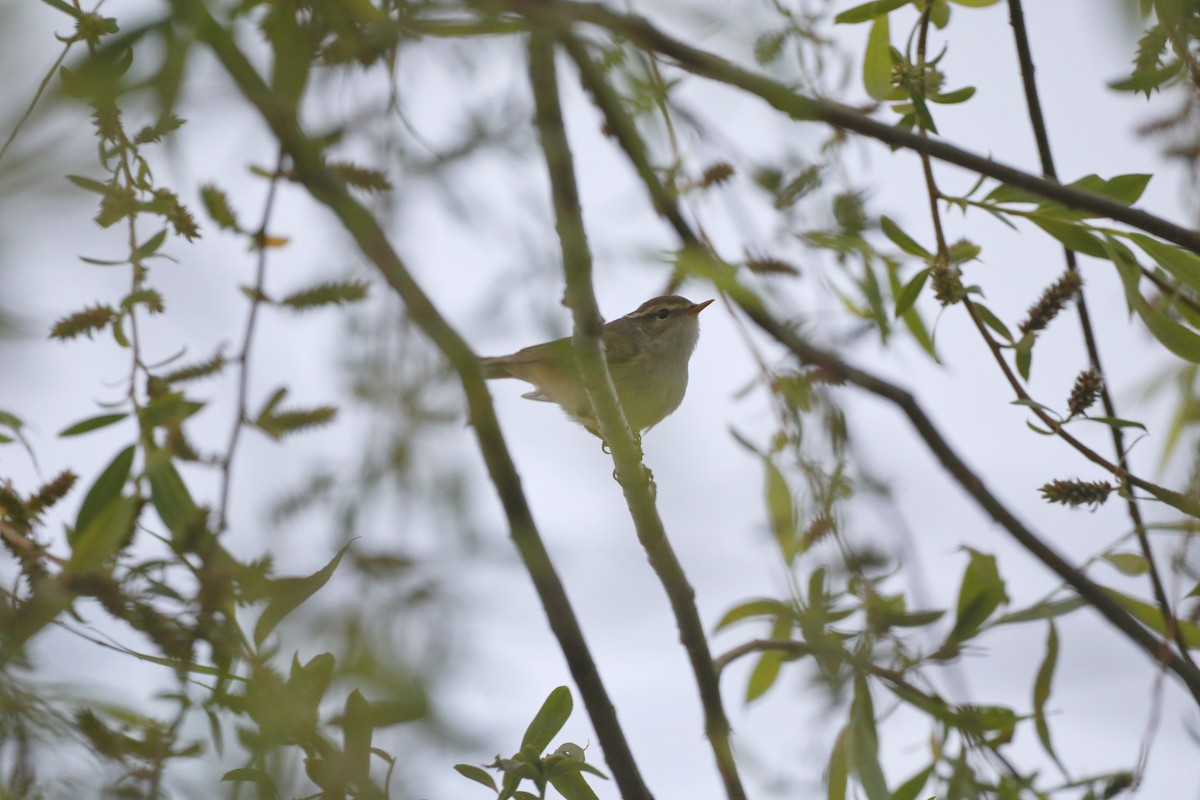 Yellow-browed Warbler - ML618364007