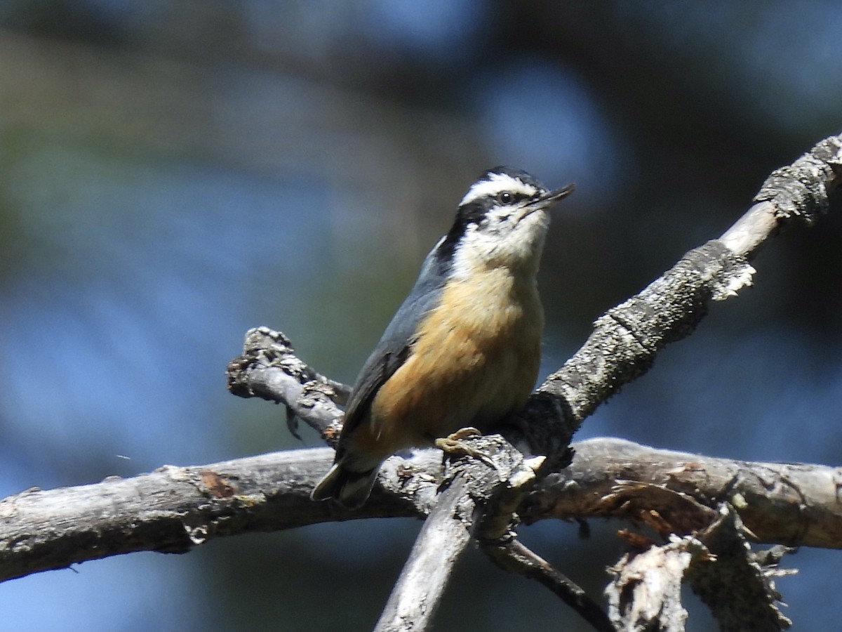 Red-breasted Nuthatch - ML618364033