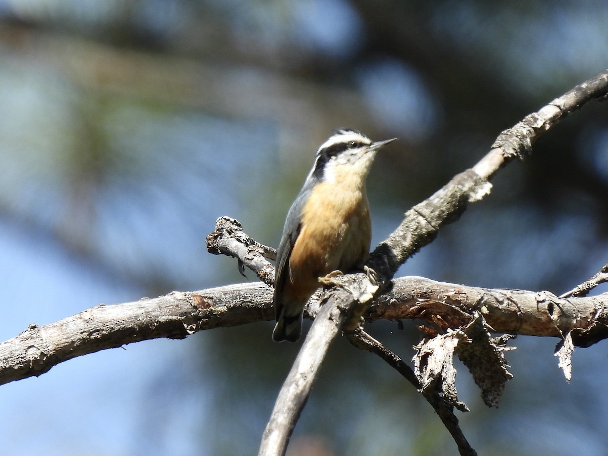 Red-breasted Nuthatch - ML618364034