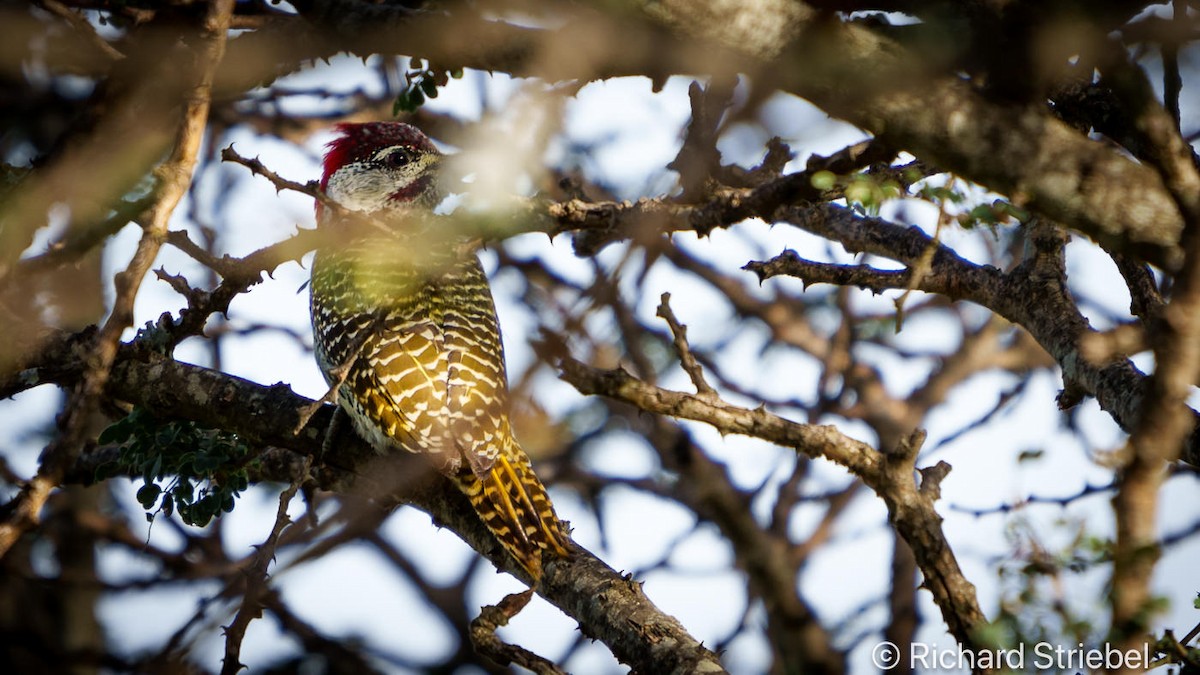 Golden-tailed Woodpecker - Richard Striebel
