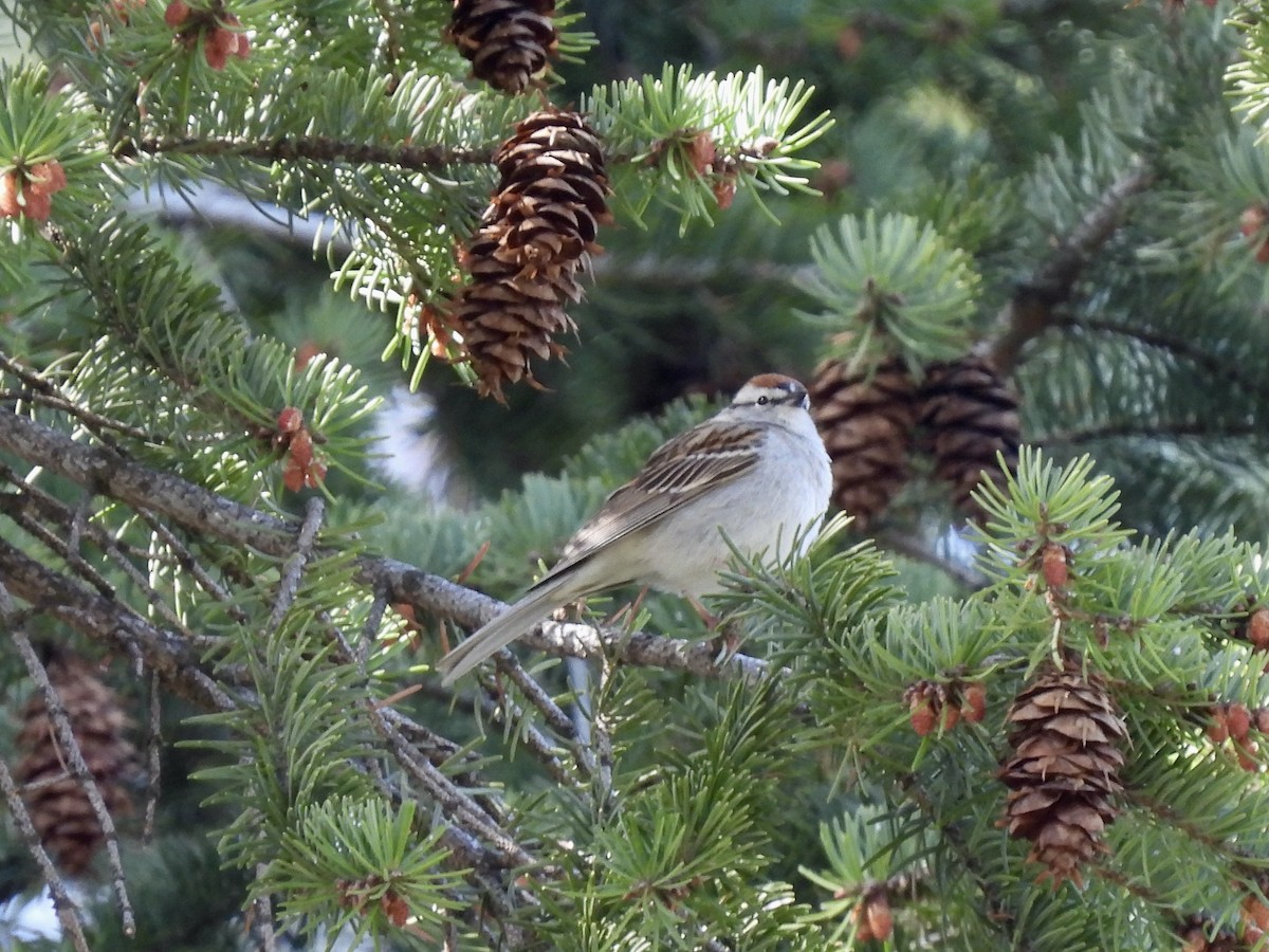 Chipping Sparrow - ML618364065