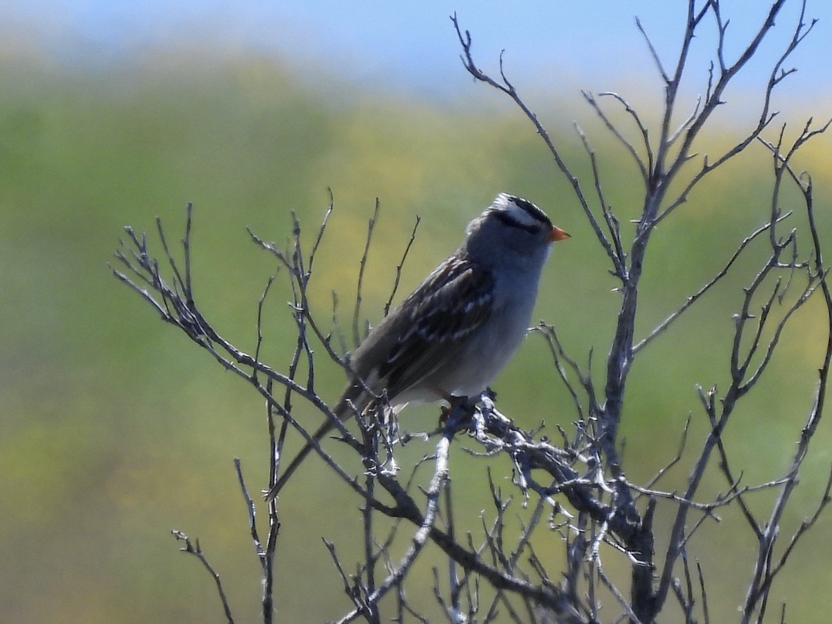 White-crowned Sparrow - ML618364084