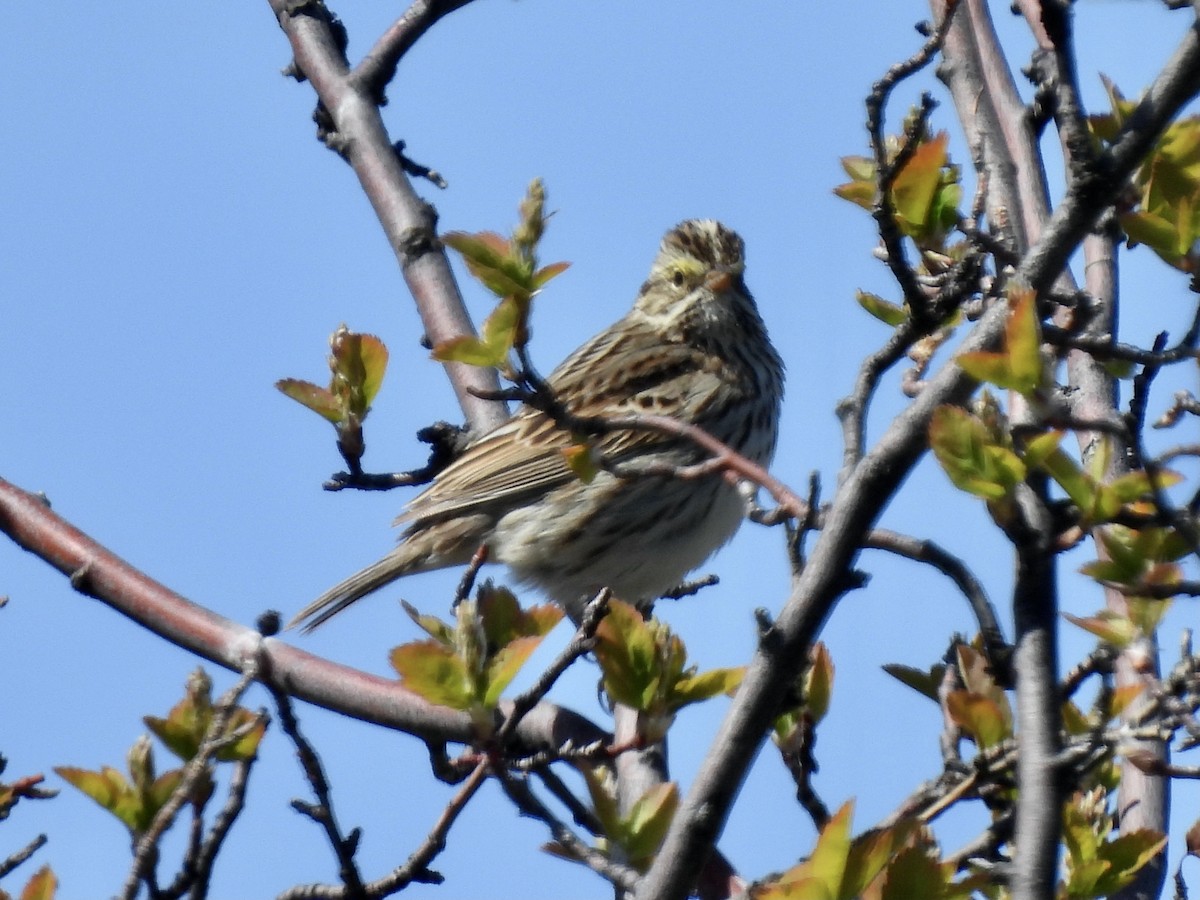 Vesper Sparrow - ML618364094
