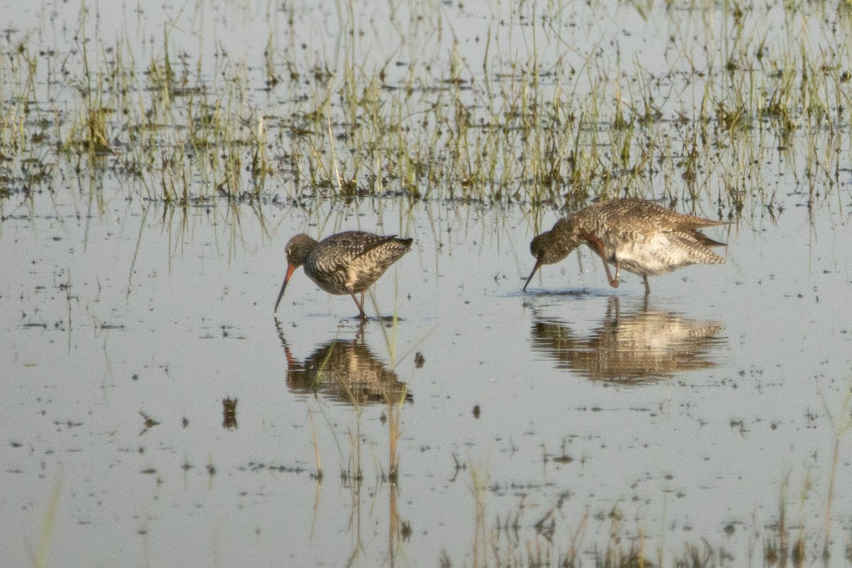 Spotted Redshank - ML618364119