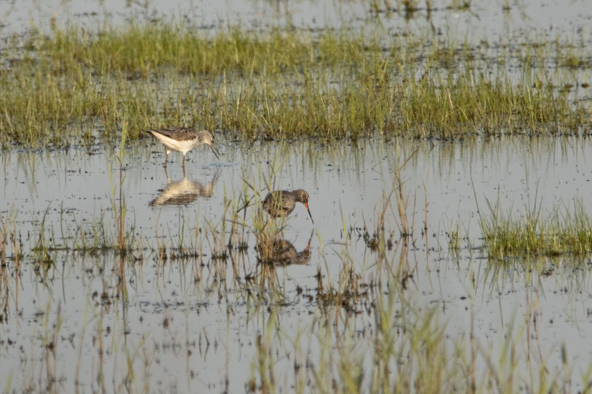 Spotted Redshank - ML618364122