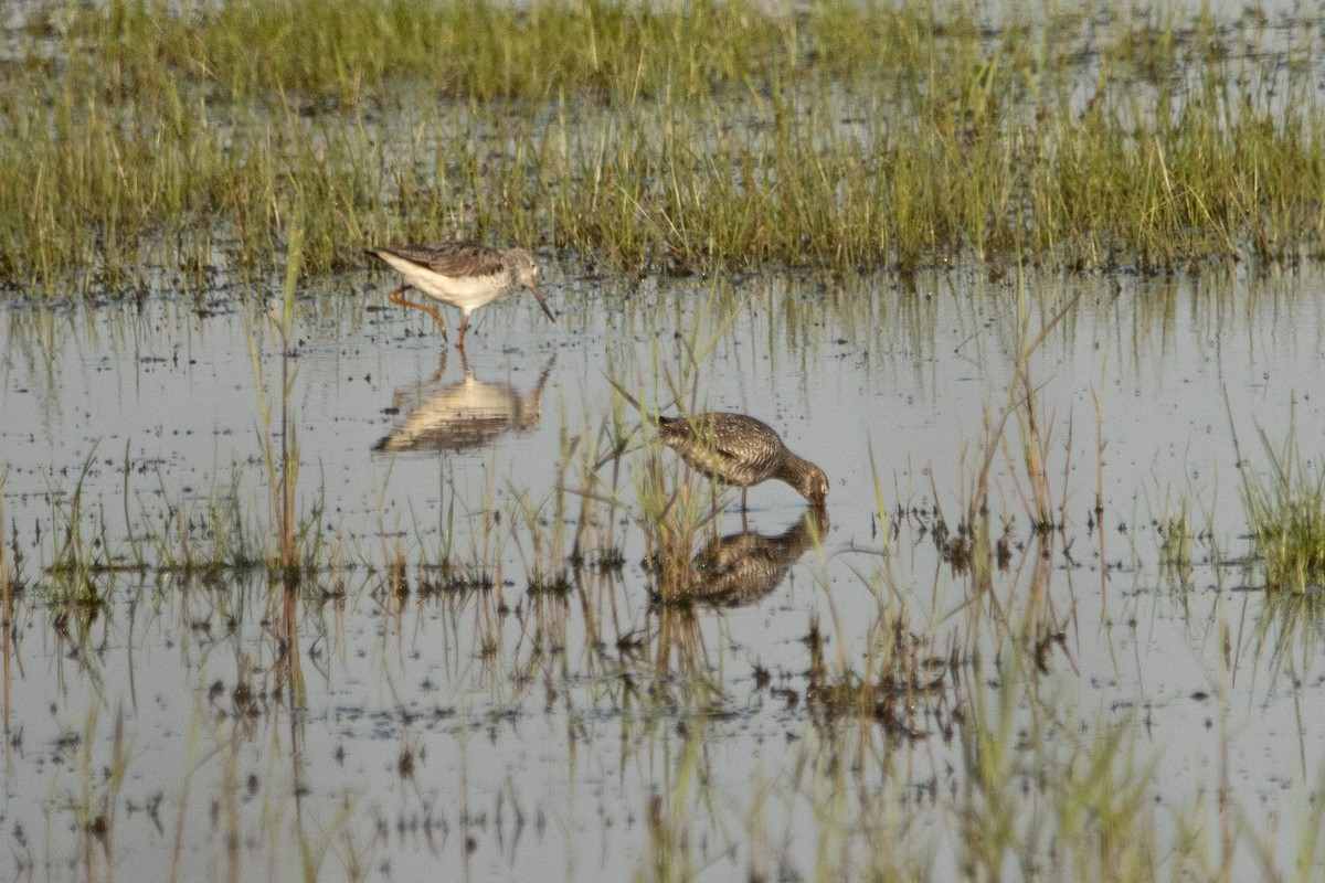 Spotted Redshank - ML618364123
