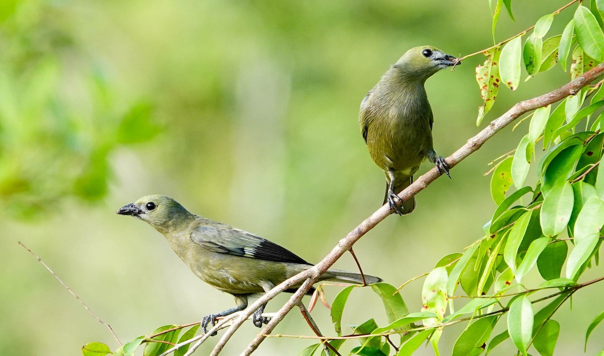 Plain-colored Tanager - ML618364149