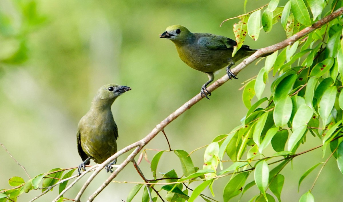 Plain-colored Tanager - ML618364150