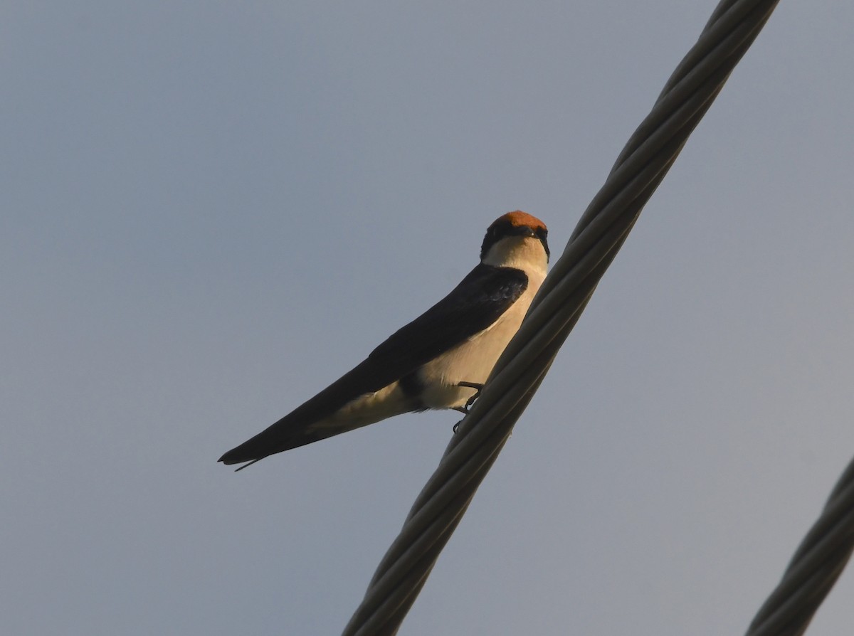 Wire-tailed Swallow - ML618364159