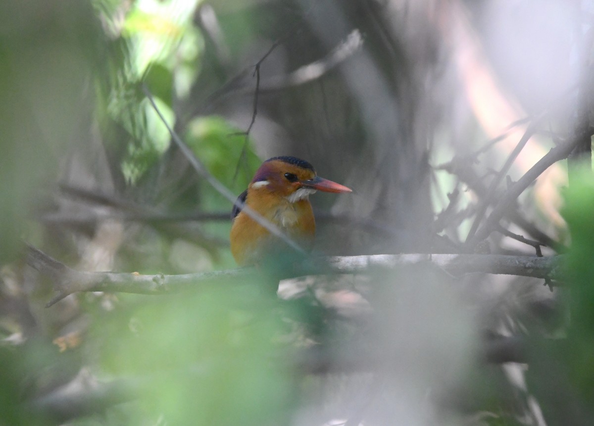 African Pygmy Kingfisher - ML618364178