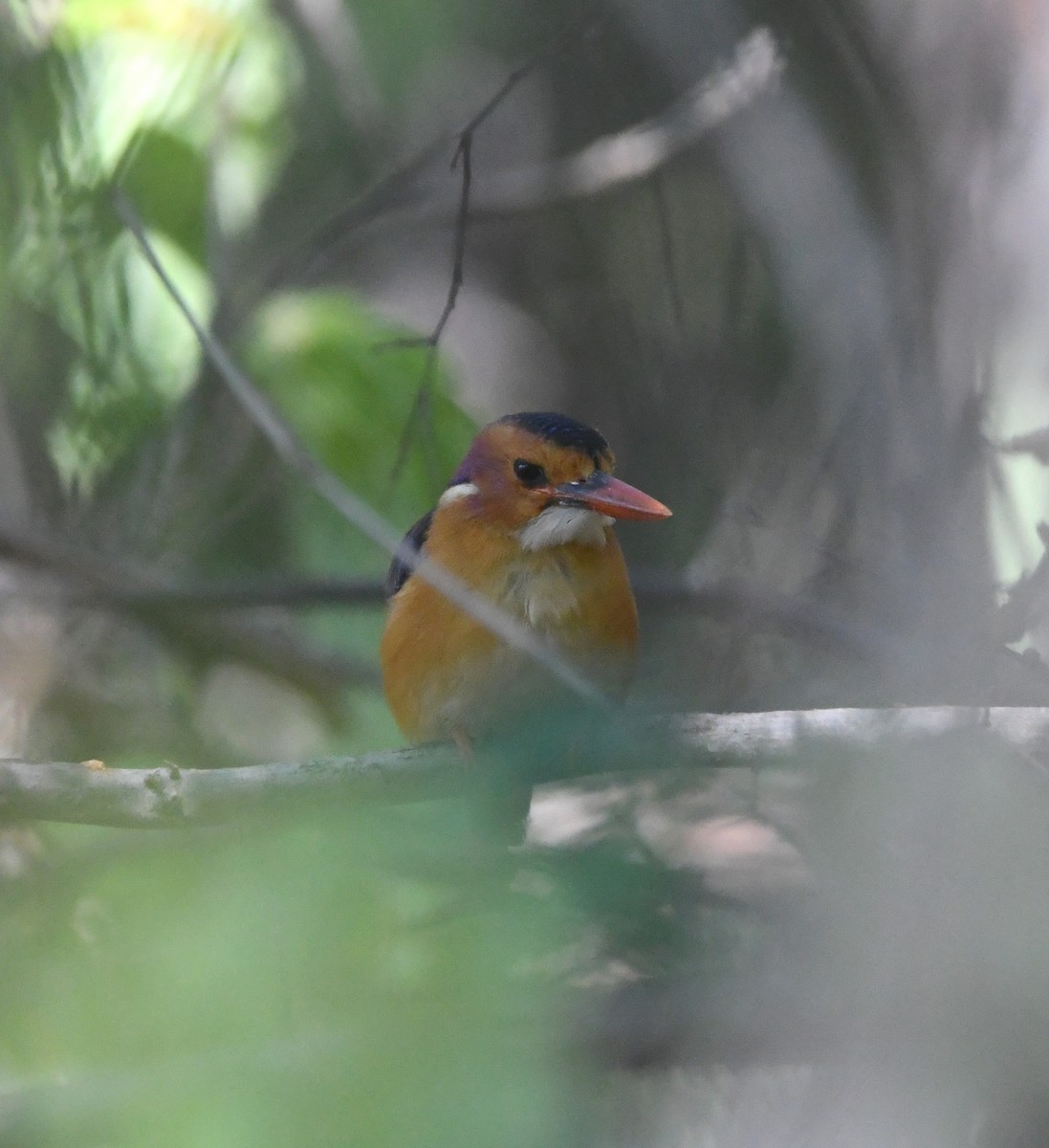 African Pygmy Kingfisher - ML618364202