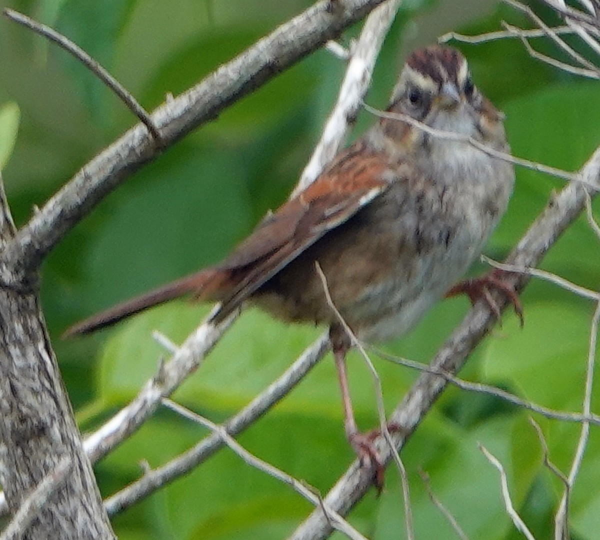 Swamp Sparrow - ML618364204