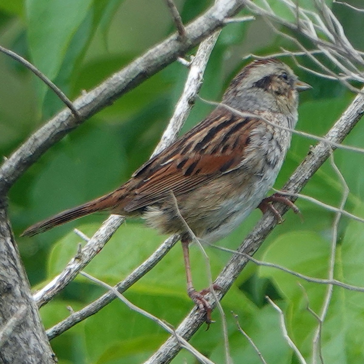 Swamp Sparrow - ML618364205