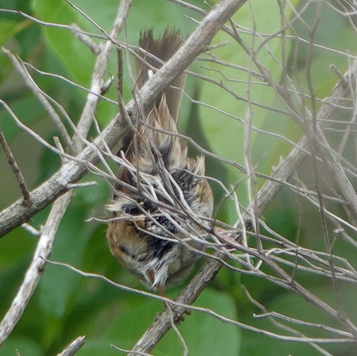Swamp Sparrow - ML618364207