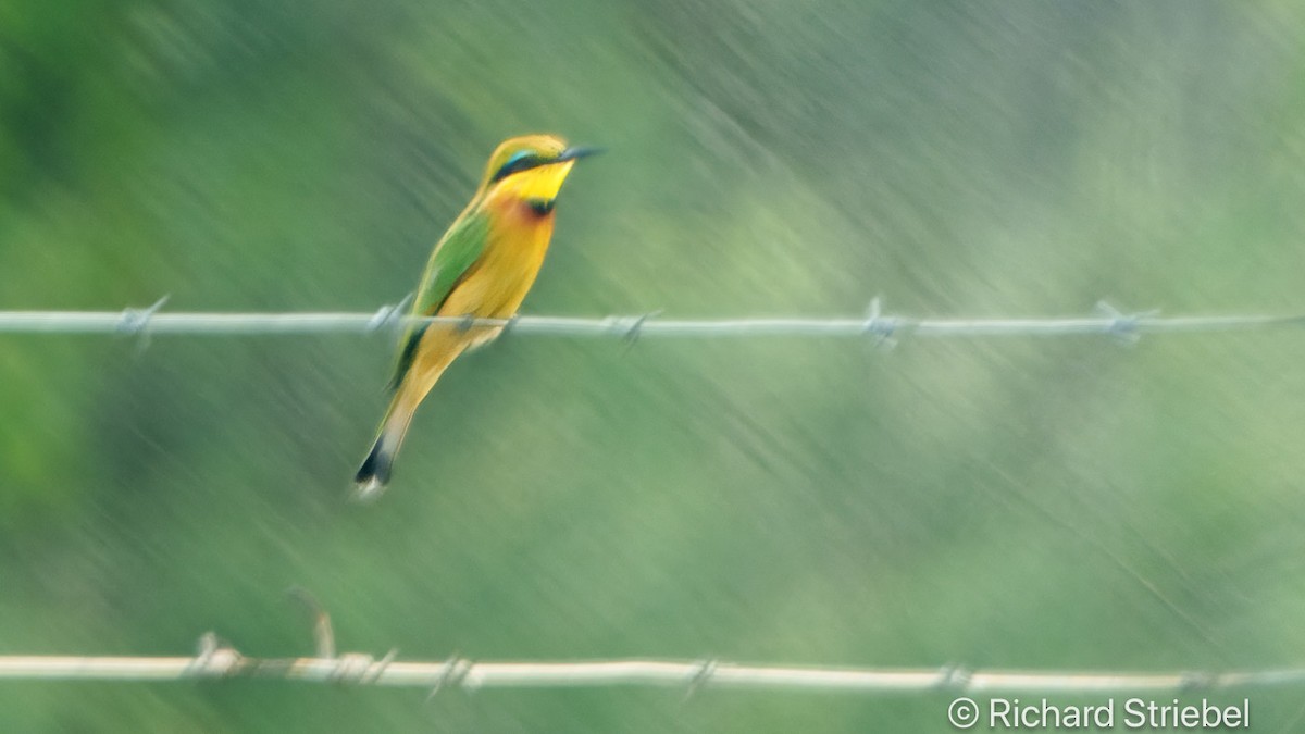 Little Bee-eater - Richard Striebel