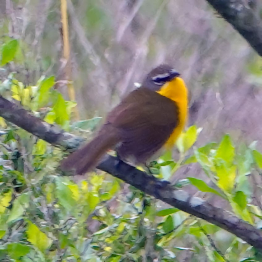 Yellow-breasted Chat - ML618364222