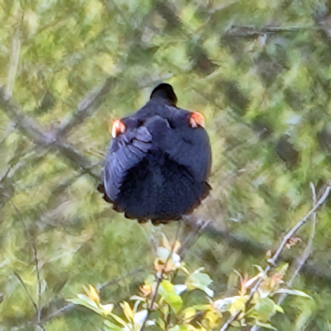 Red-winged Blackbird - ML618364226