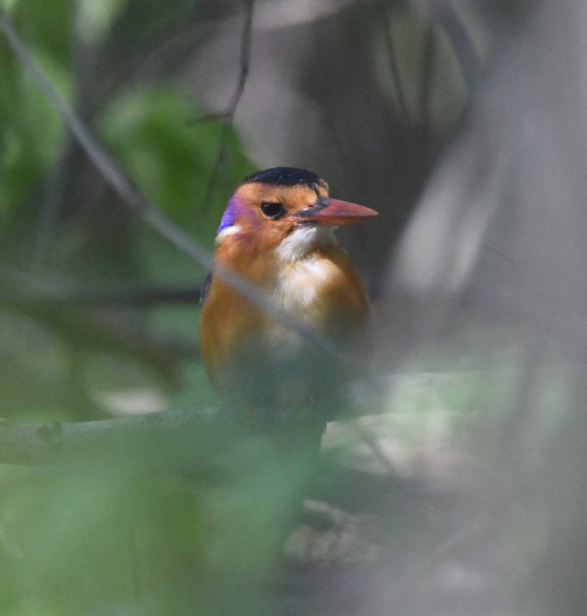 African Pygmy Kingfisher - ML618364228