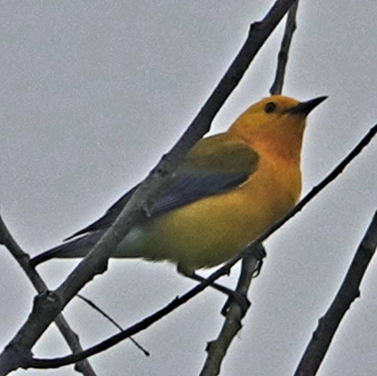 Prothonotary Warbler - ML618364233