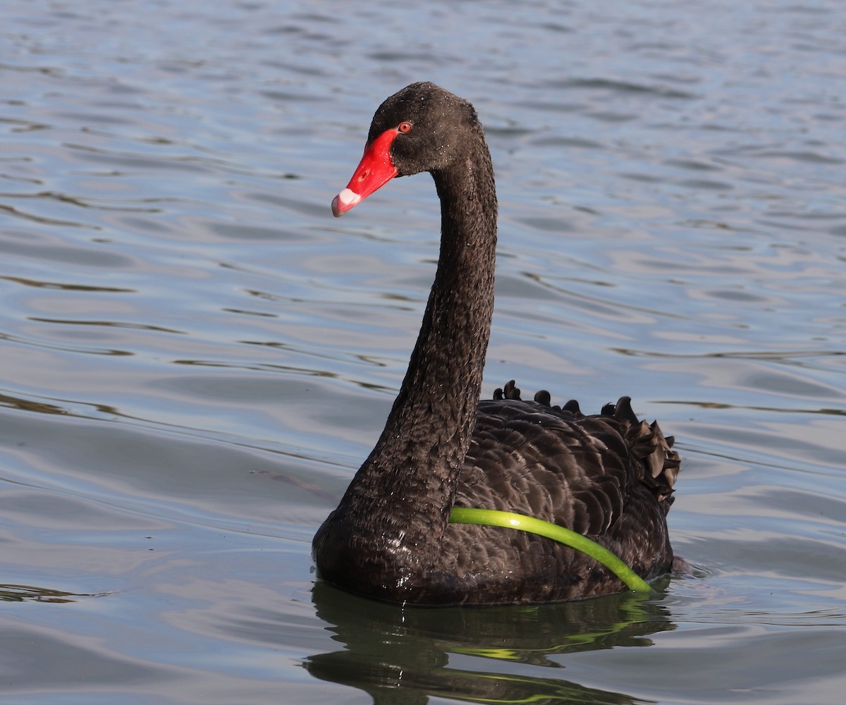 Black Swan - Breta Loutit