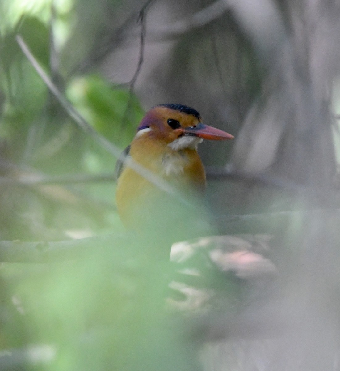 African Pygmy Kingfisher - ML618364257