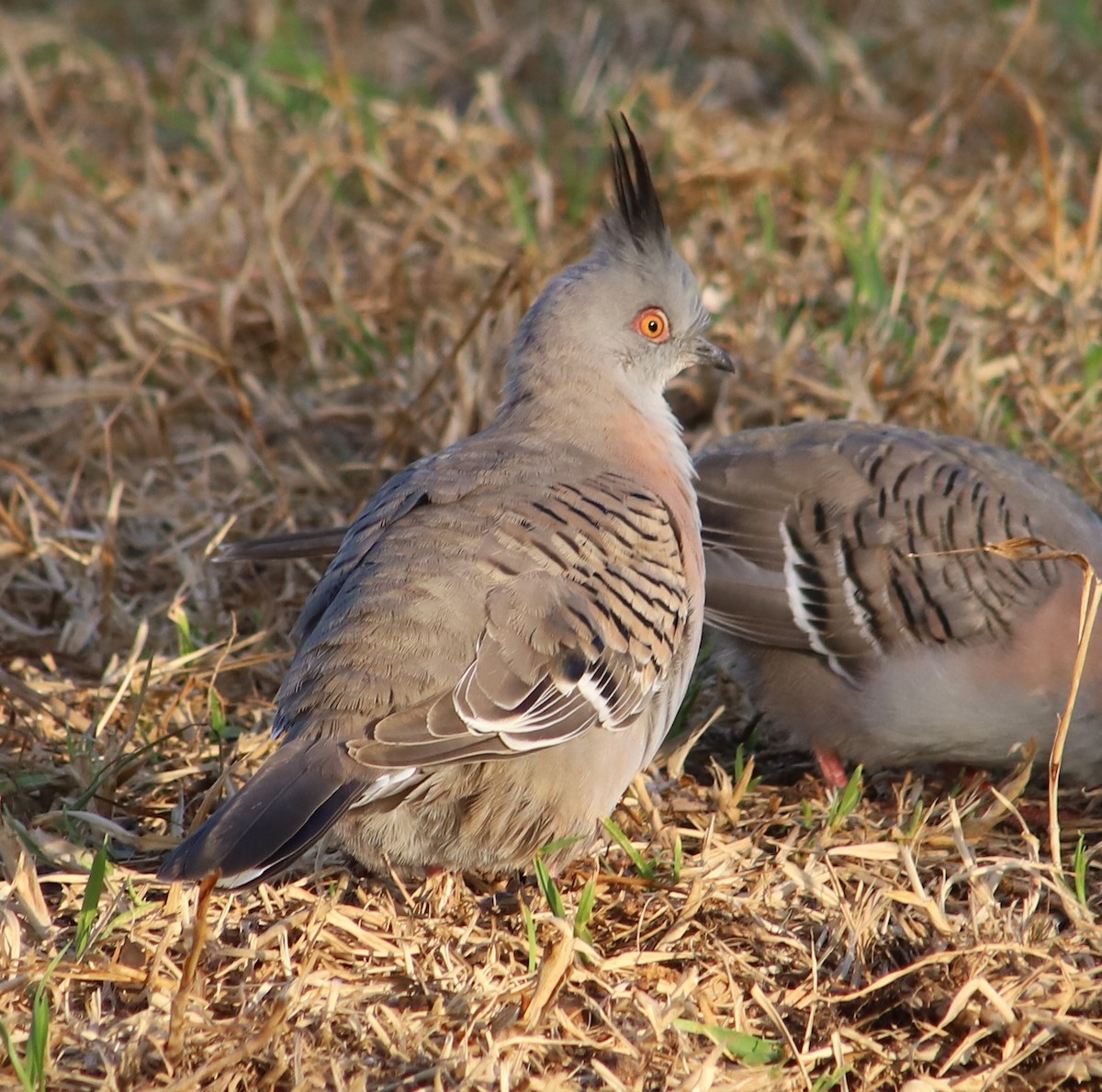 Crested Pigeon - ML618364259