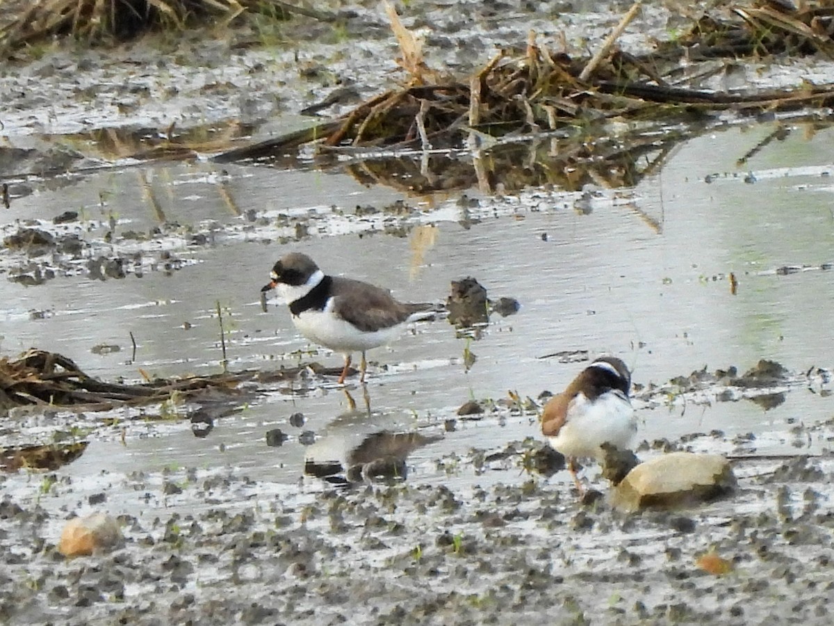 Semipalmated Plover - Susan Brauning