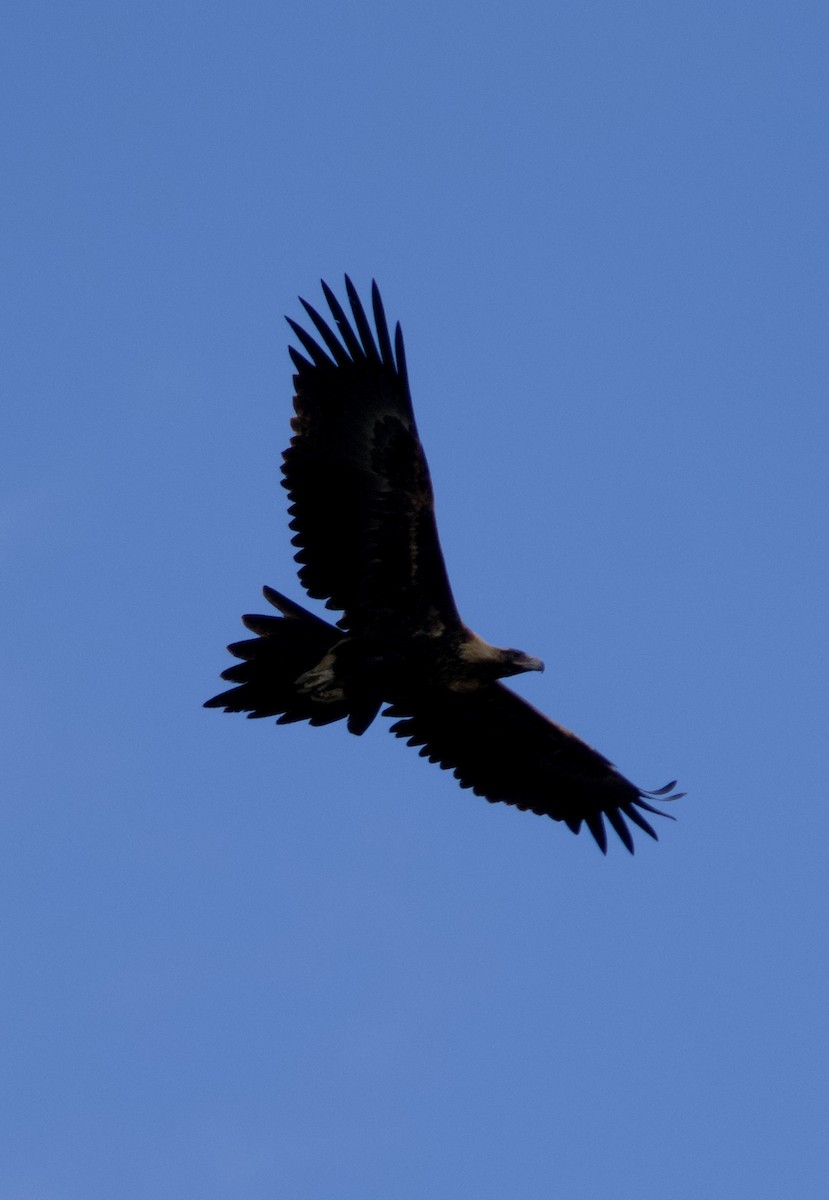Wedge-tailed Eagle - ML618364288