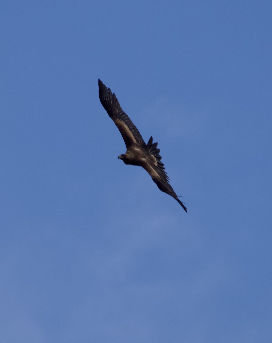 Wedge-tailed Eagle - ML618364289