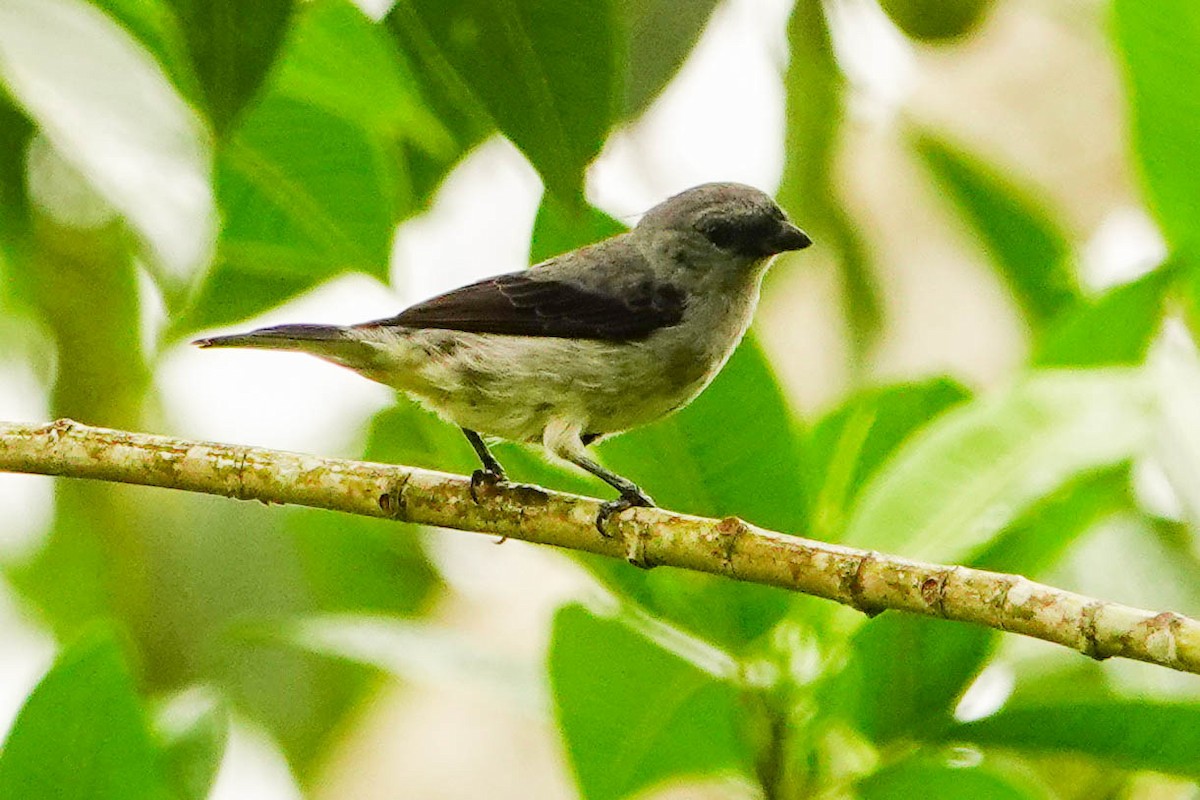 Plain-colored Tanager - ML618364293