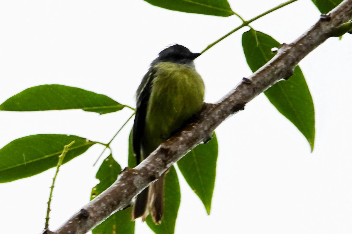 Yellow-crowned Tyrannulet - ML618364318