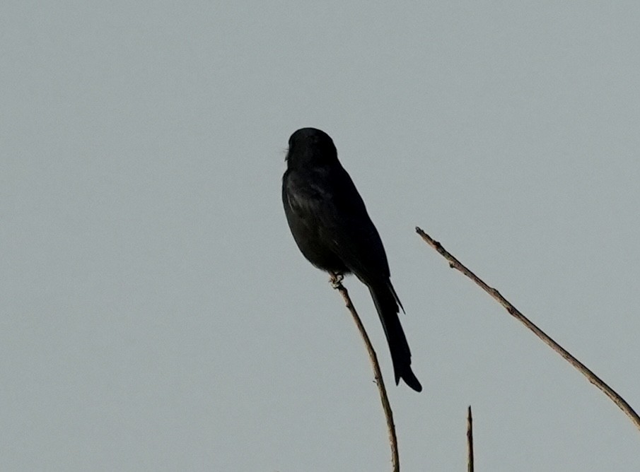 Fork-tailed Drongo - ML618364321