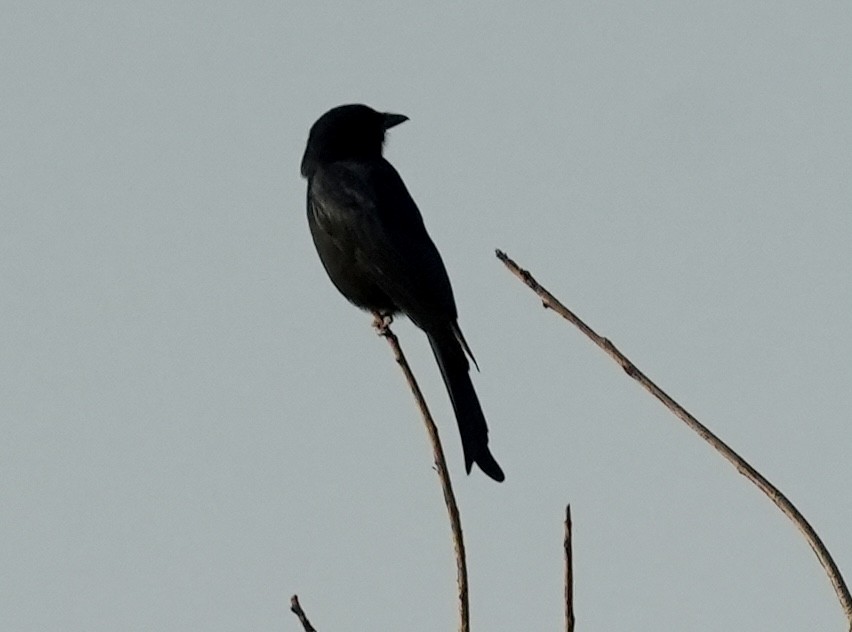 Fork-tailed Drongo - ML618364322