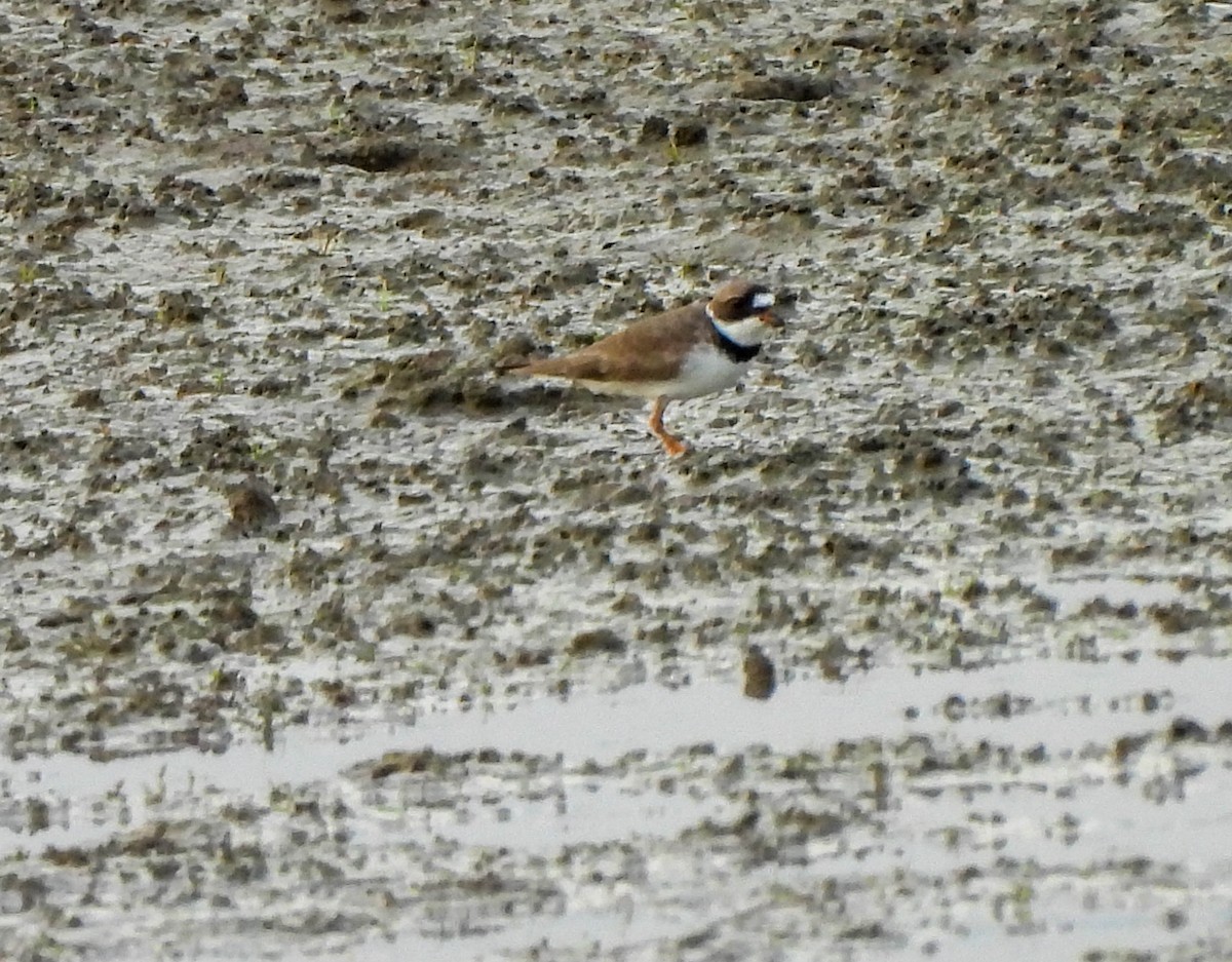 Semipalmated Plover - ML618364327