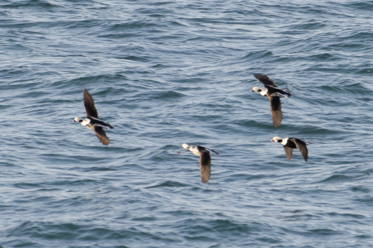 Long-tailed Duck - ML618364389