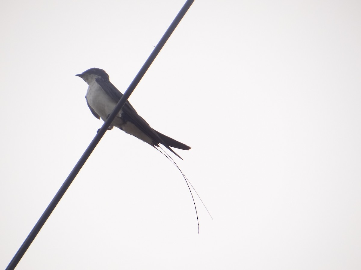Wire-tailed Swallow - ML618364444