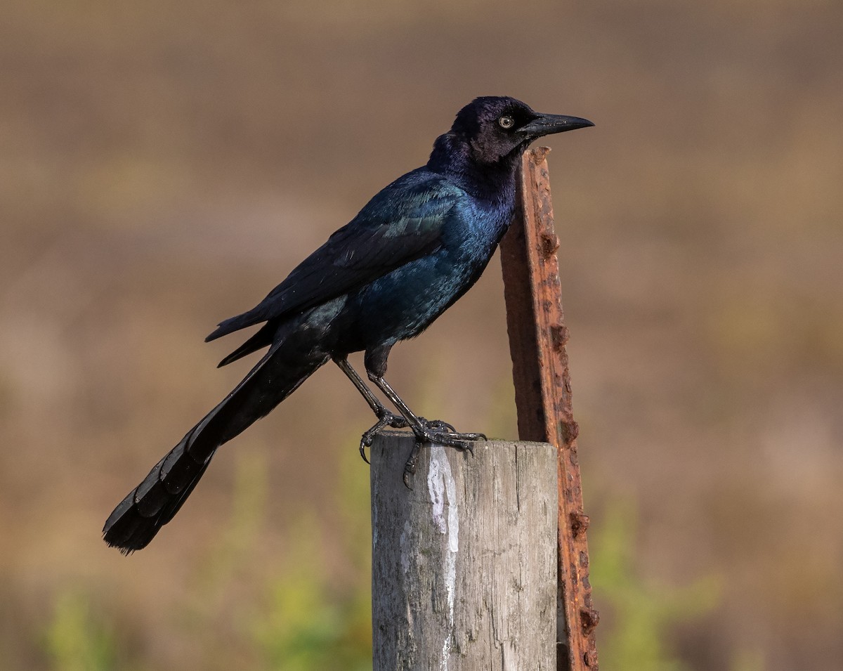 Great-tailed Grackle (Great-tailed) - ML618364489