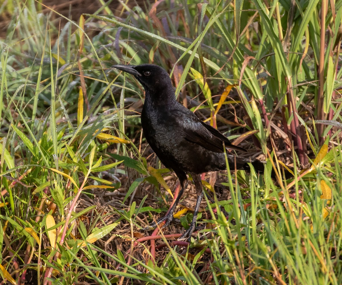 Boat-tailed Grackle (major) - ML618364503