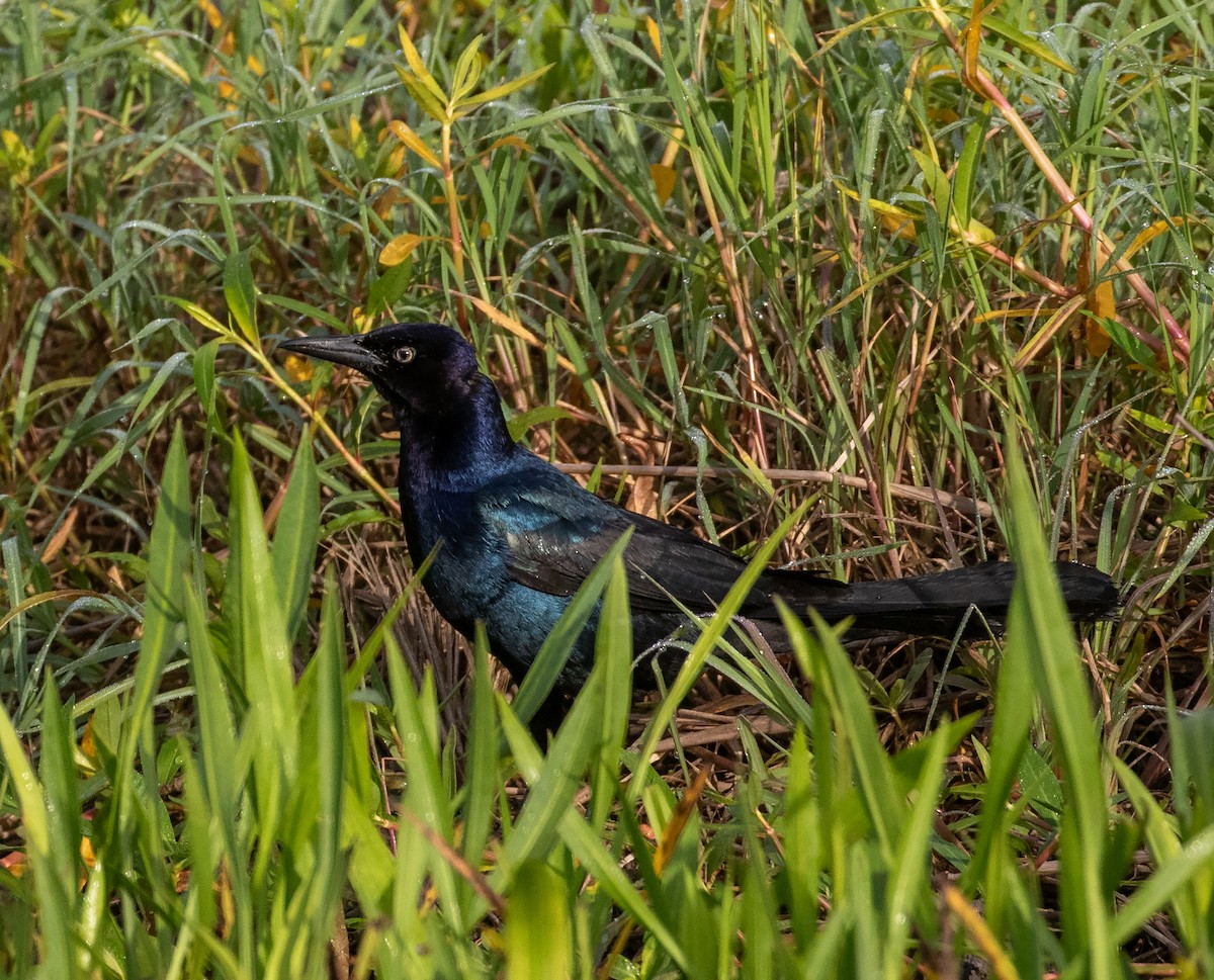Great-tailed Grackle (Great-tailed) - ML618364504