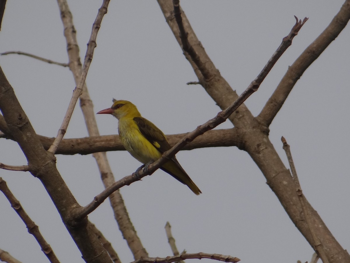 Indian Golden Oriole - ML618364511