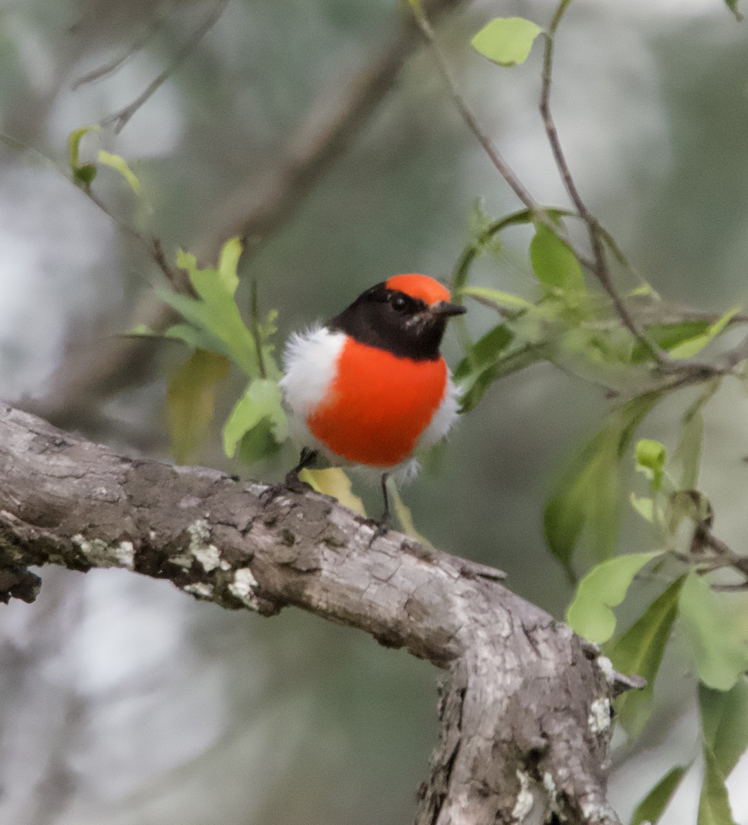 Red-capped Robin - ML618364512