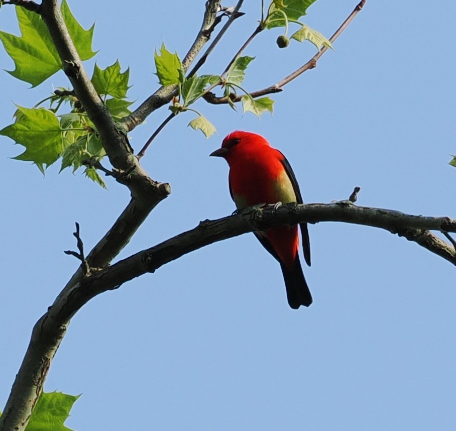 Scarlet Tanager - ML618364527
