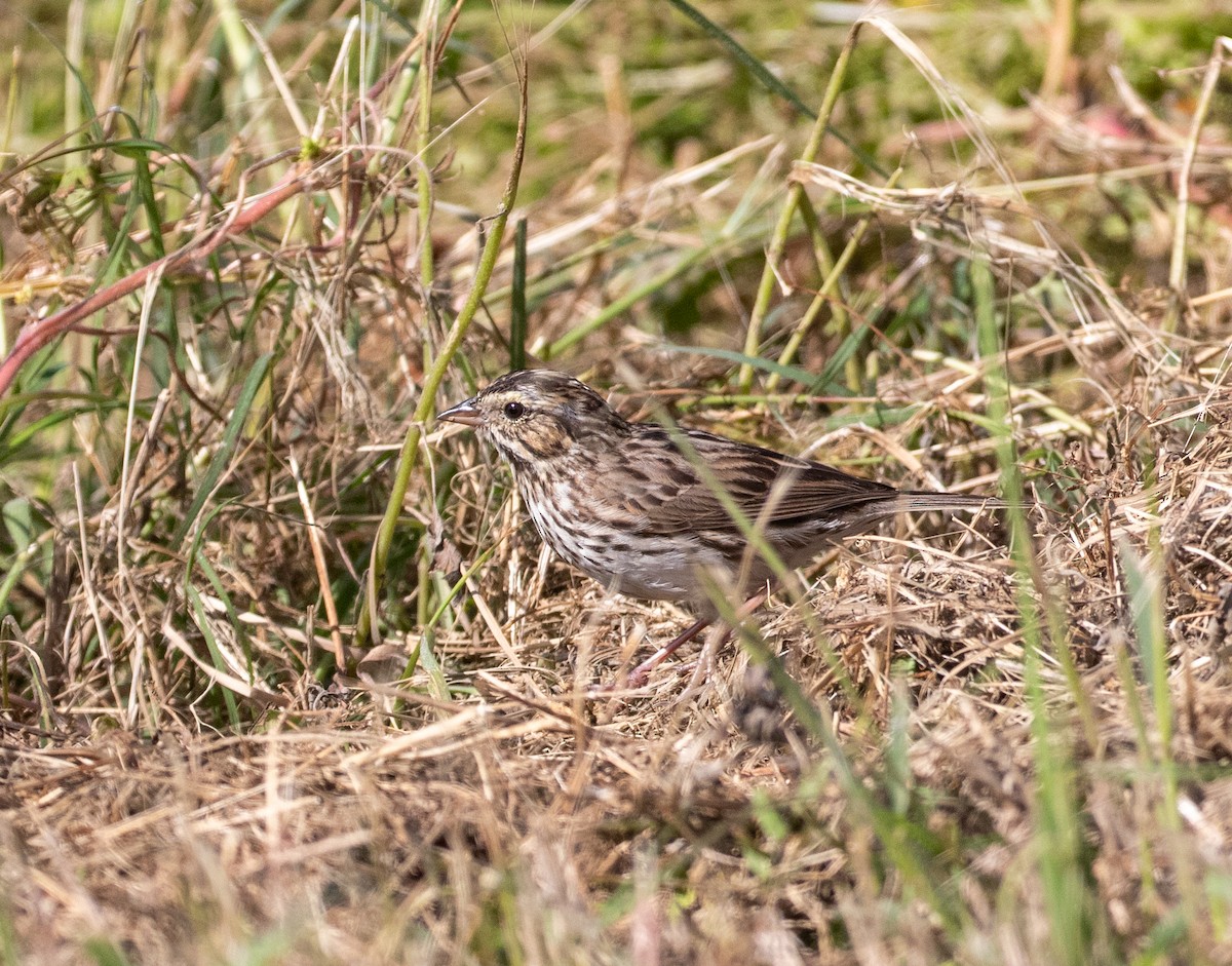 Savannah Sparrow (Savannah) - ML618364539