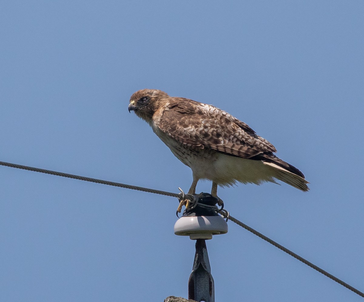 Red-tailed Hawk - ML618364547